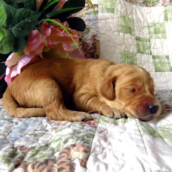 Cinnamon